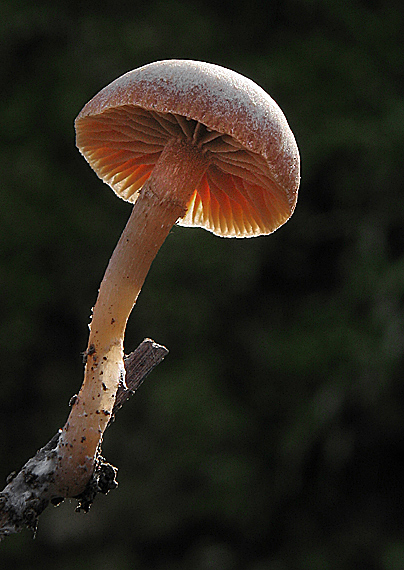 smeťovka zimná Tubaria furfuracea (Pers.) Gillet