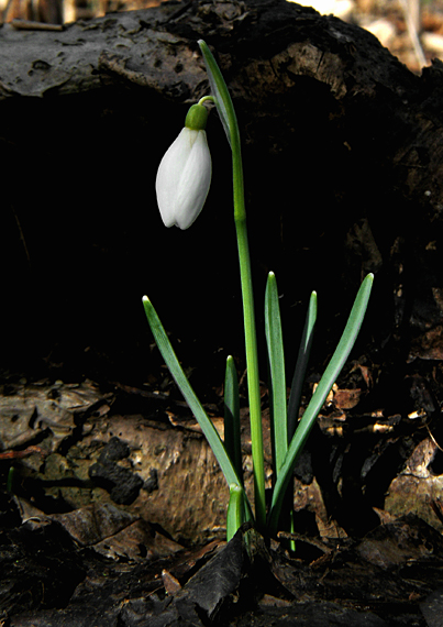 snežienka jarná Galanthus nivalis L.