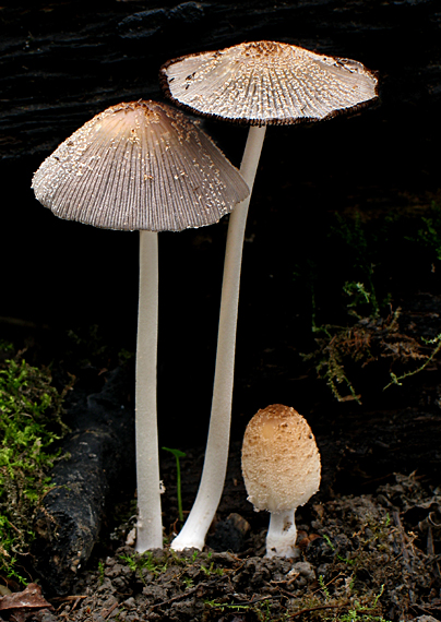 hnojník lúčový Coprinellus radians (Desm.) Vilgalys, Hopple & Jacq. Johnson