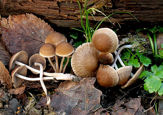 drobuľka Psathyrella sp.