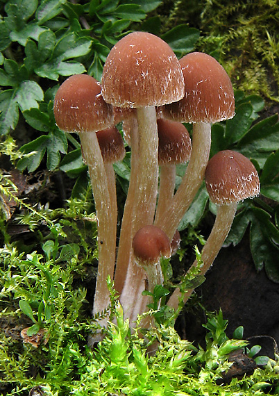 drobuľka Psathyrella sp.