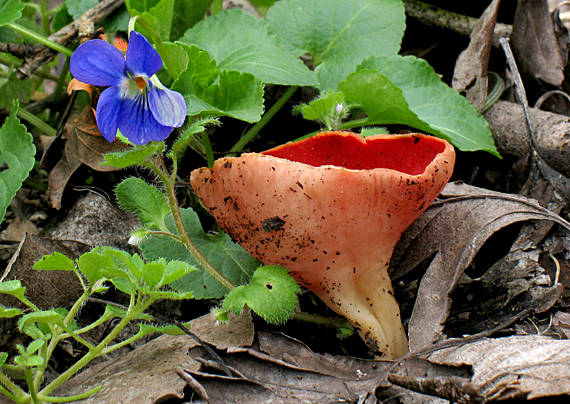 ohnivec šarlátový Sarcoscypha coccinea (Gray) Boud.