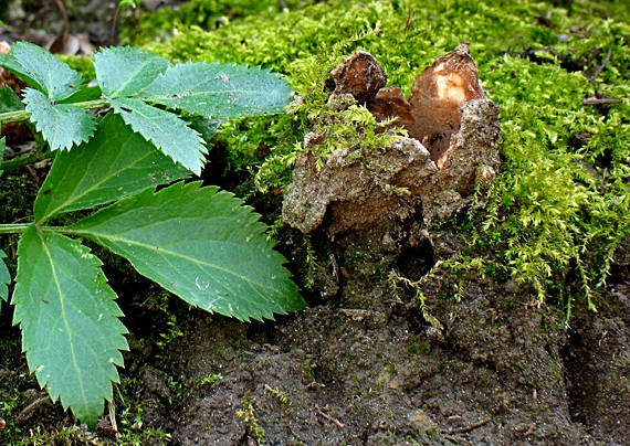 hrobnička  Geopora sp.