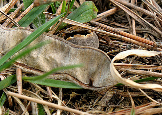 chriapač sosnový Helvella leucomelaena (Pers.) Nannf.