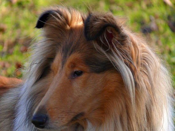 lassie