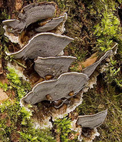 sivopórovka tmavá Bjerkandera adusta (Willd.) P. Karst.