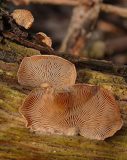 pňovka obyčajná Panellus stipticus (Bull.) P. Karst.