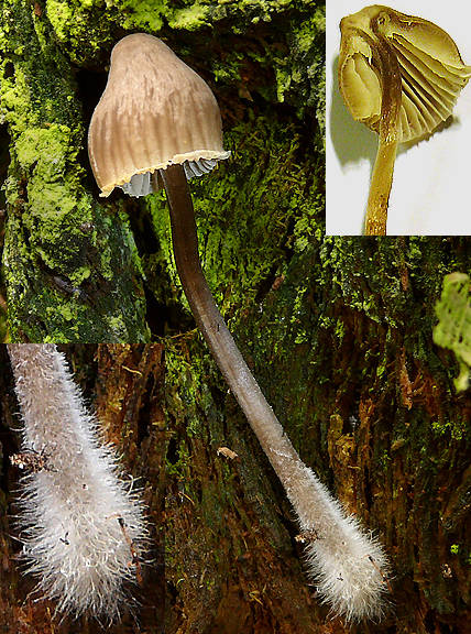 prilbička Mycena sp.