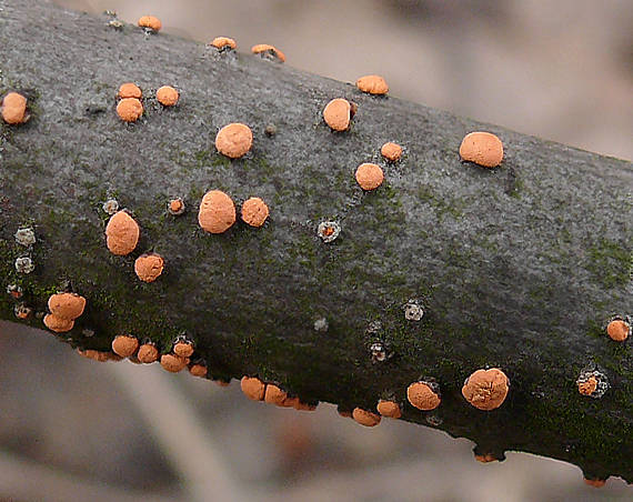 hlivka červená Nectria cinnabarina (Tode) Fr.