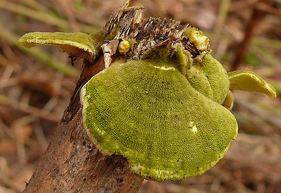 trúdnikovec chlpatý Trametes hirsuta (Wulfen) Lloyd