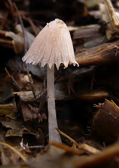 hnojník Coprinus sp.