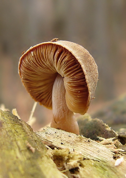 štítovka Pluteus sp.