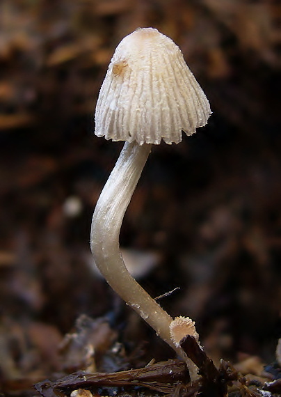 hnojník Patouillardov Coprinus patouillardii Quél.