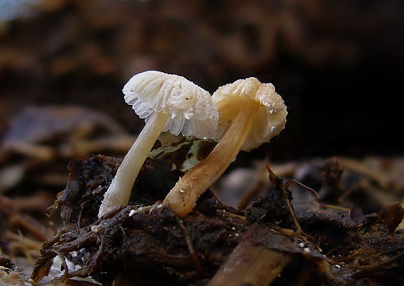 hnojník Patouillardov Coprinus patouillardii Quél.