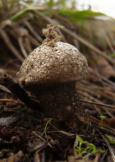 rozpadavec stopkatý Lycoperdon excipuliforme (Scop.) Pers.