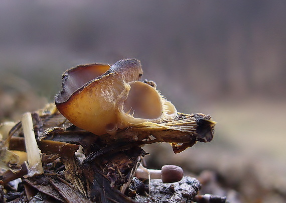 čiaška Peziza sp.