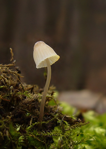 prilbička Mycena sp.