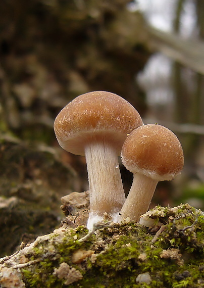 drobulka vodomilná Psathyrella piluliformis (Bull.) P.D. Orton