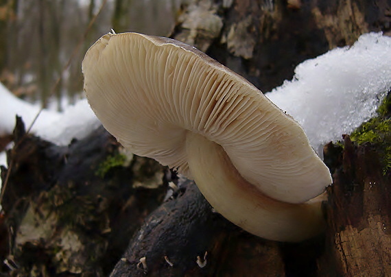 štítovka jelenia Pluteus cervinus (Schaeff.) P. Kumm.