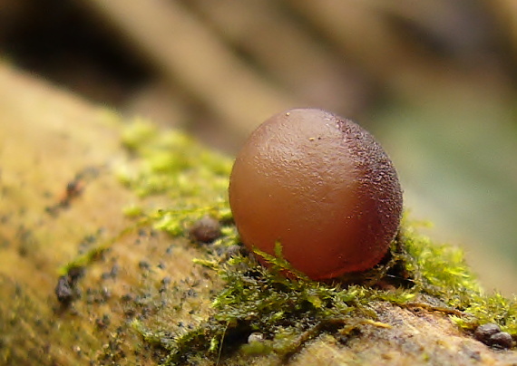 uchovec bazový Auricularia auricula-judae (Bull.) Quél.