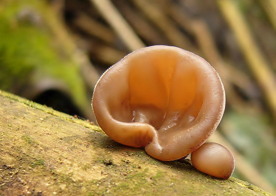 uchovec bazový Auricularia auricula-judae (Bull.) Quél.