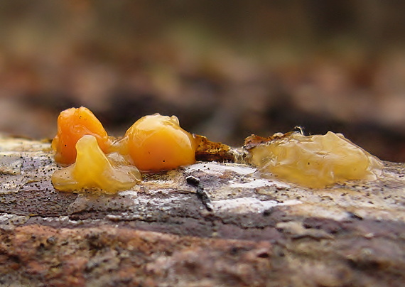 slzovec rôsolovitý Dacrymyces stillatus Nees