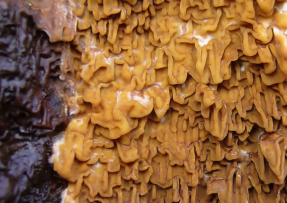 drevokaz lesný Serpula himantioides (Fr.) P. Karst.