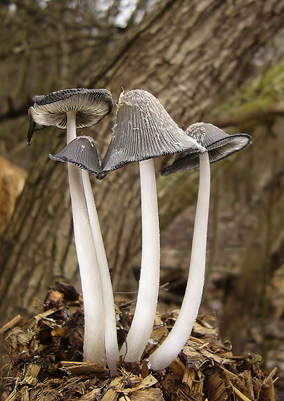 hnojník mrvový Coprinopsis cinerea (Schaeff.) Redhead, Vilgalys & Moncalvo