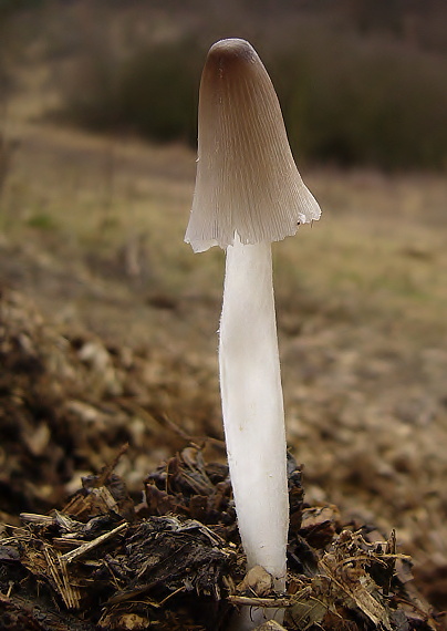 hnojník Coprinus sp.