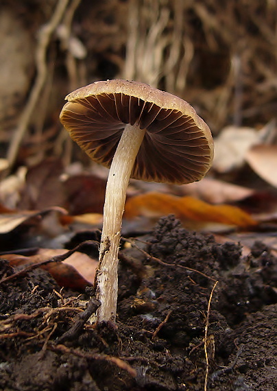 drubulka Psathyrella sp.