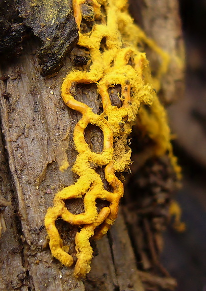 slizovka Hemitrichia serpula (Scop.) Rostaf.