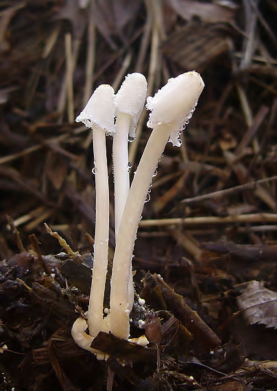 hnojník Coprinus sp.