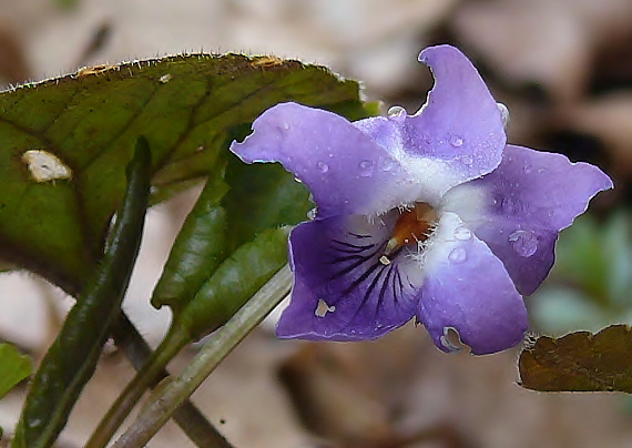 fialka Viola sp.