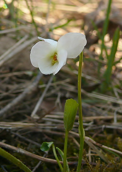 fialka biela Viola alba Besser