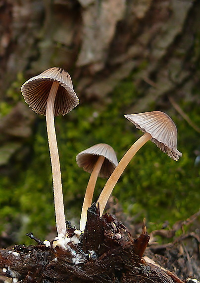 hnojník hranatovýtrusný Coprinellus marculentus (Britzelm.) Redhead, Vilgalys & Moncalvo