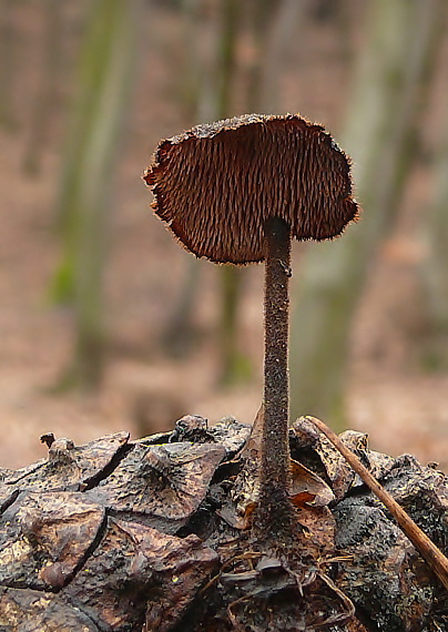 lopatovka obyčajná Auriscalpium vulgare Gray