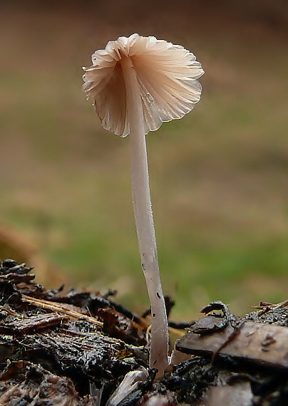 hnojník hranatovýtrusný Coprinellus marculentus (Britzelm.) Redhead, Vilgalys & Moncalvo