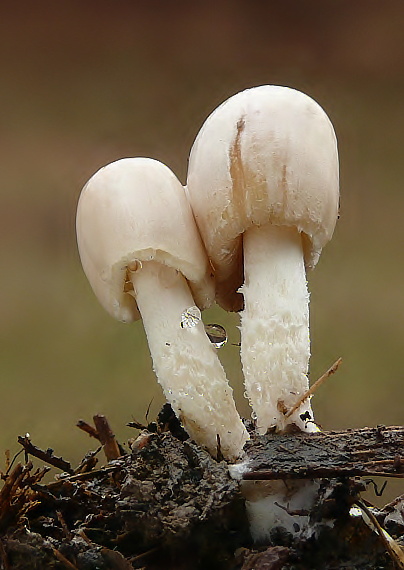 hnojník Coprinus sp.