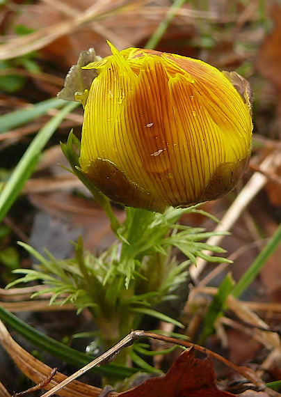 hlaváčik jarný Adonis vernalis L.