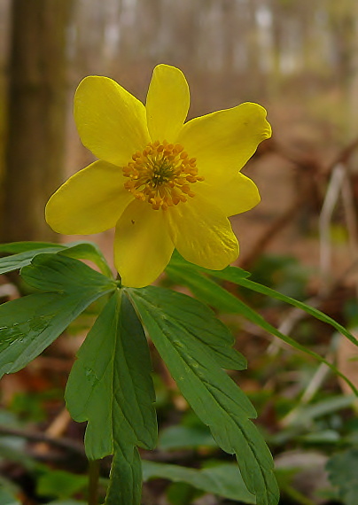 veternica iskerníkovitá Anemone ranunculoides L.