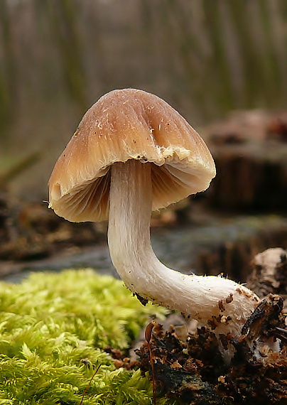 drobulka Psathyrella sp.