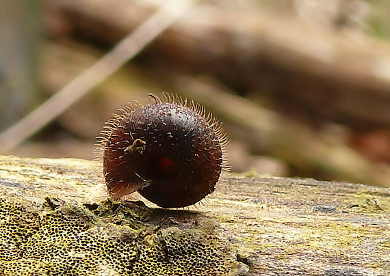 slimák trojzubový Isognomostoma isognomostomos