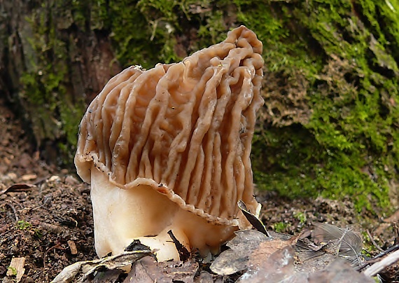 smrčkovec český Verpa bohemica (Krombh.) J. Schröt.