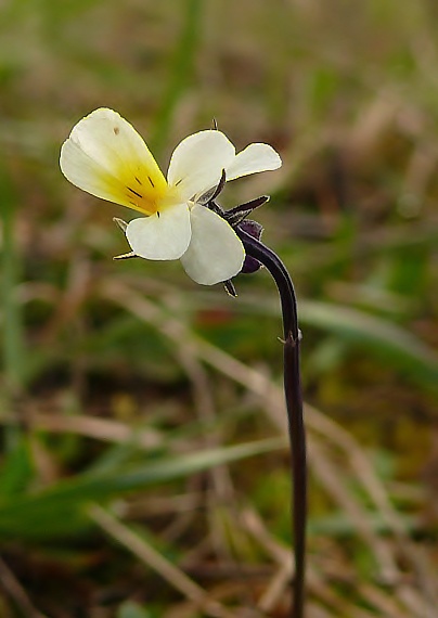 fialka roľná Viola arvensis Murray