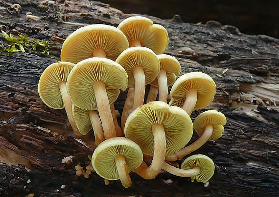 strapcovka zväzkovitá Hypholoma fasciculare (Huds.) P. Kumm.