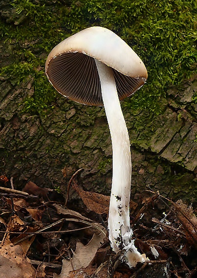 drobuľka Psathyrella pseudocasca?