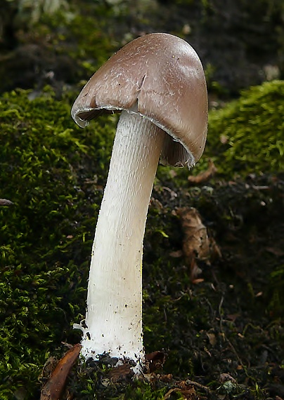 drobulka Psathyrella sp.