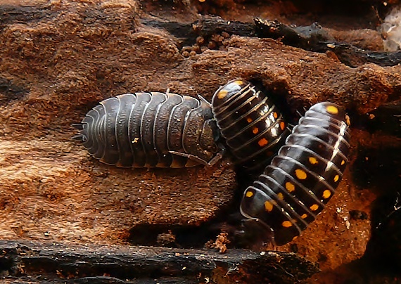 . Trachelipus ratzeburgii+Glomeris pustulata