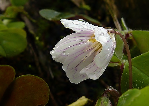 kyslička obyčajná Oxalis acetosella L.