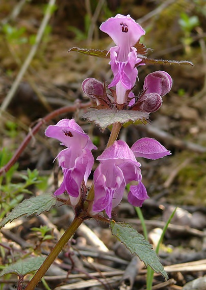 hluchavka škvrnitá Lamium maculatum L.